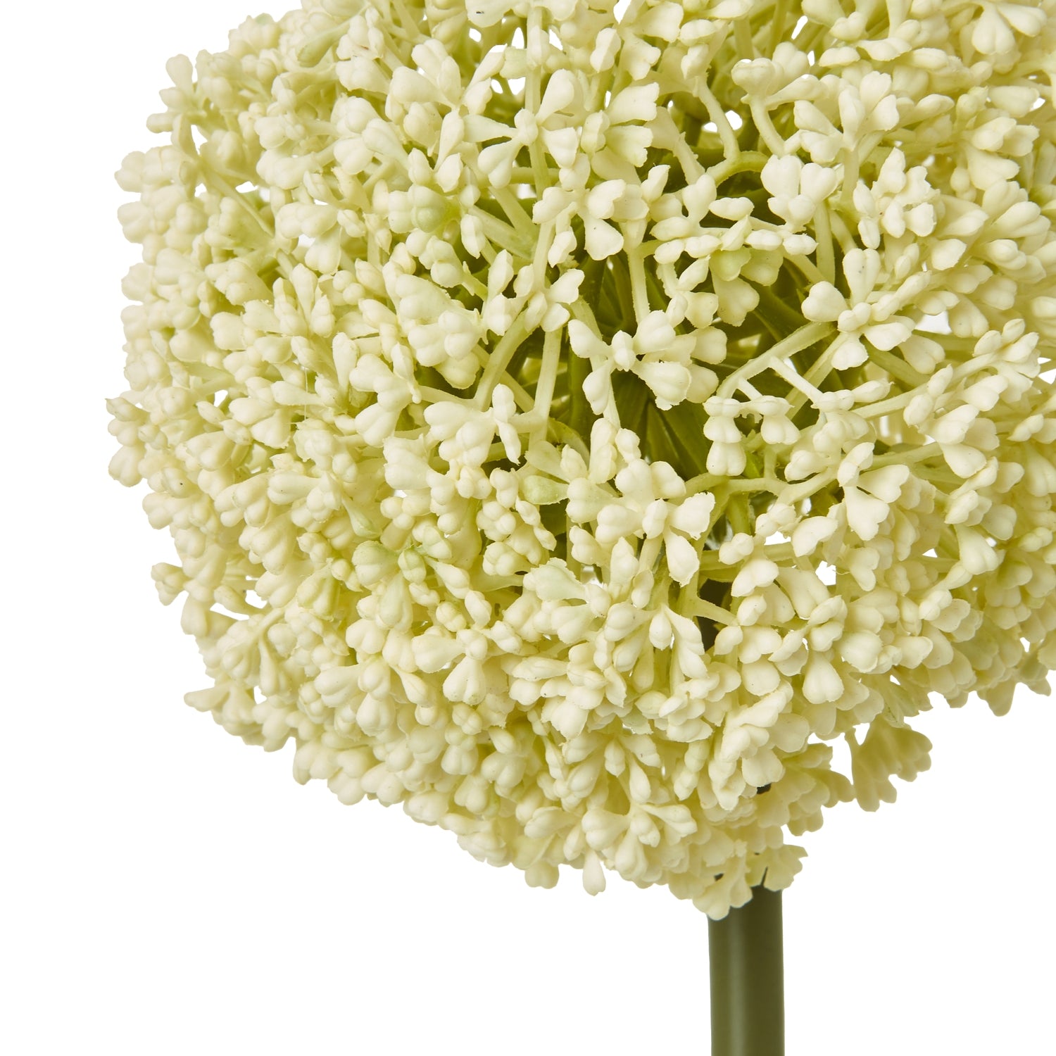 Cream Allium Stem [cid:23850-a]