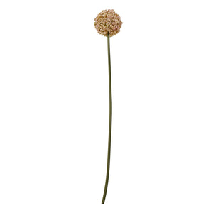Pink Allium Stem [cid:23866]