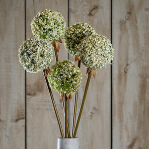 Green Allium Stem [cid:23851]
