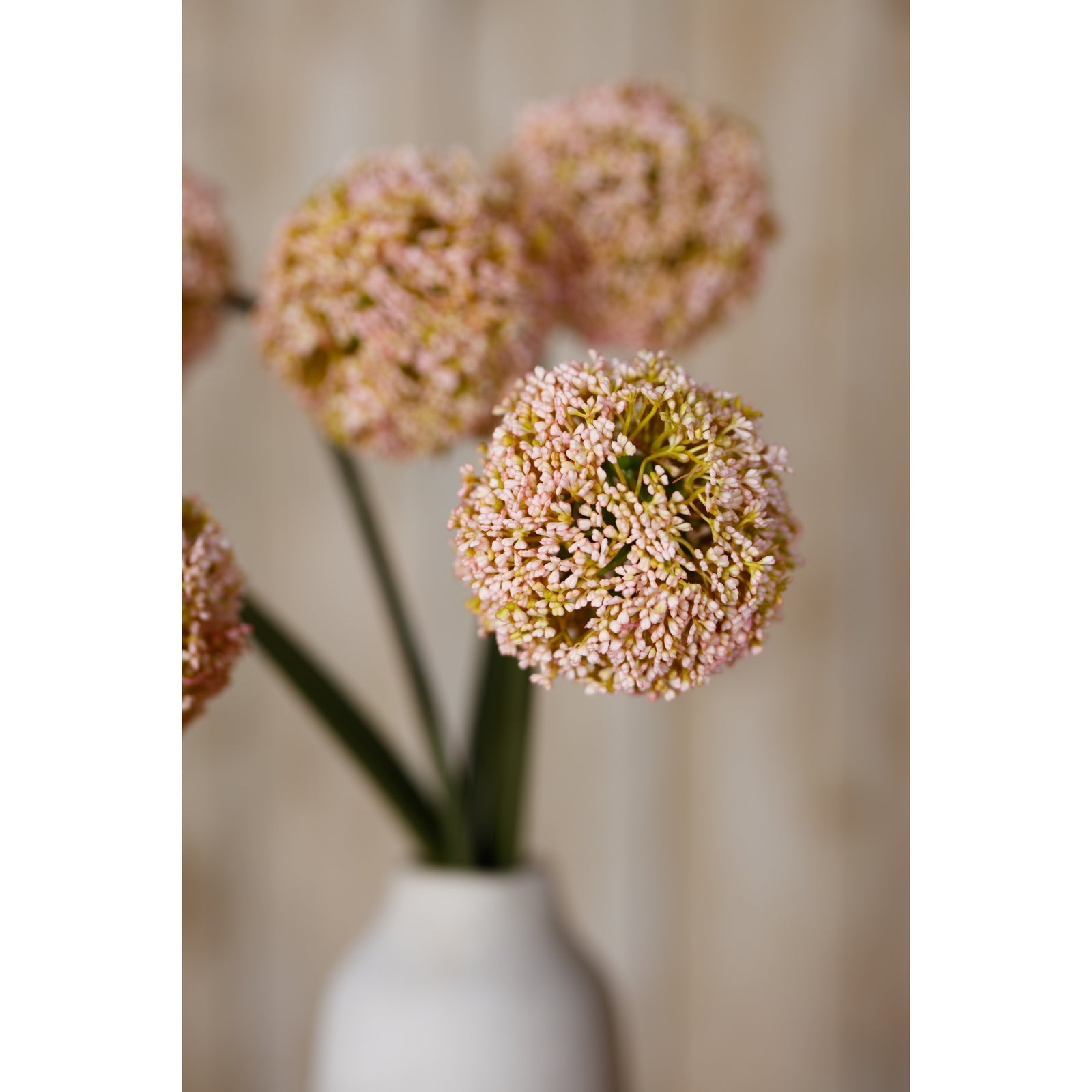 Pink Allium Stem [cid:23866-d]