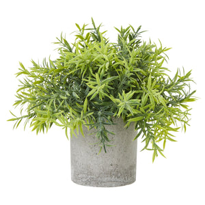 Small Bamboo Plant In Grey Pot_5517