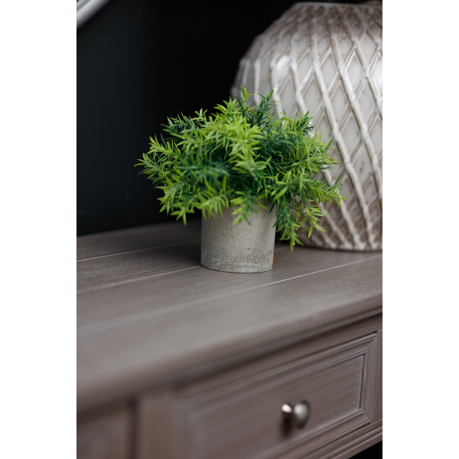 Small Bamboo Plant In Grey Pot_5519