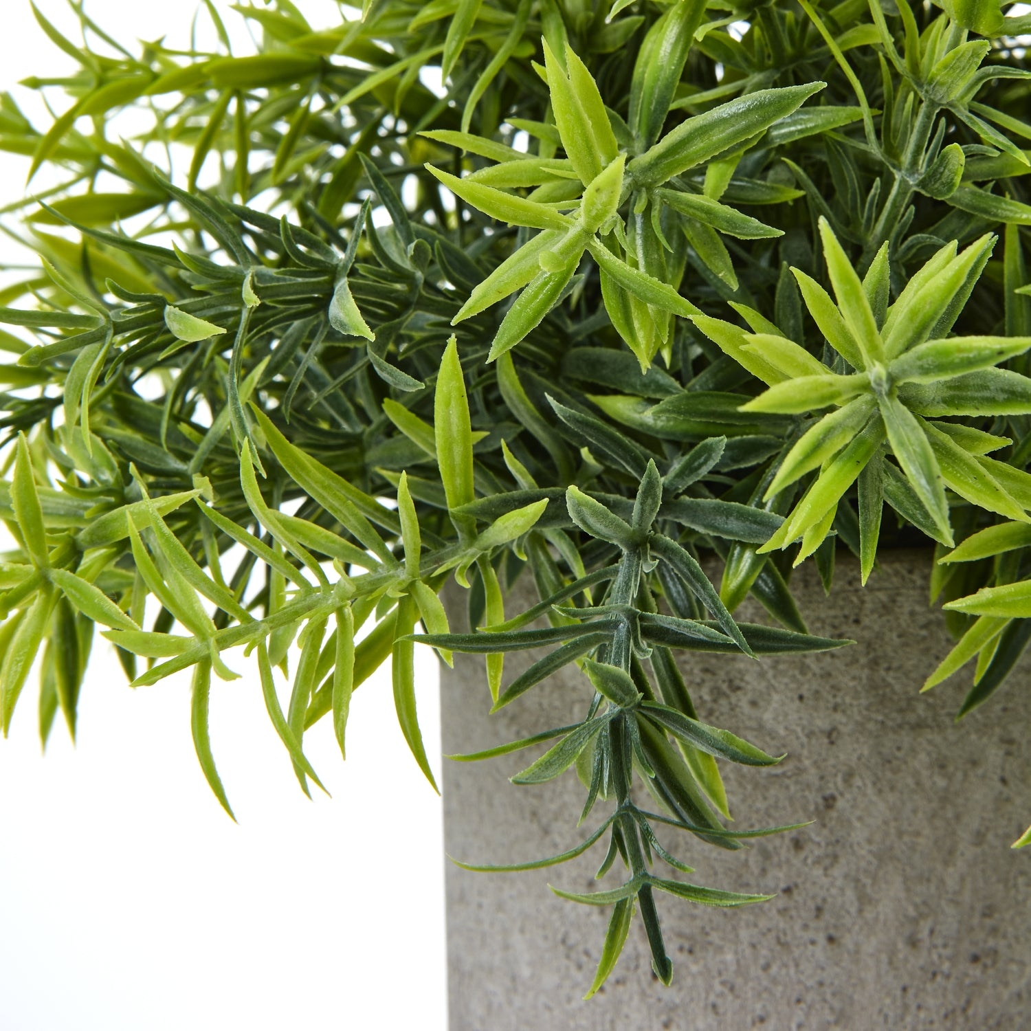 Small Bamboo Plant In Grey Pot_5518