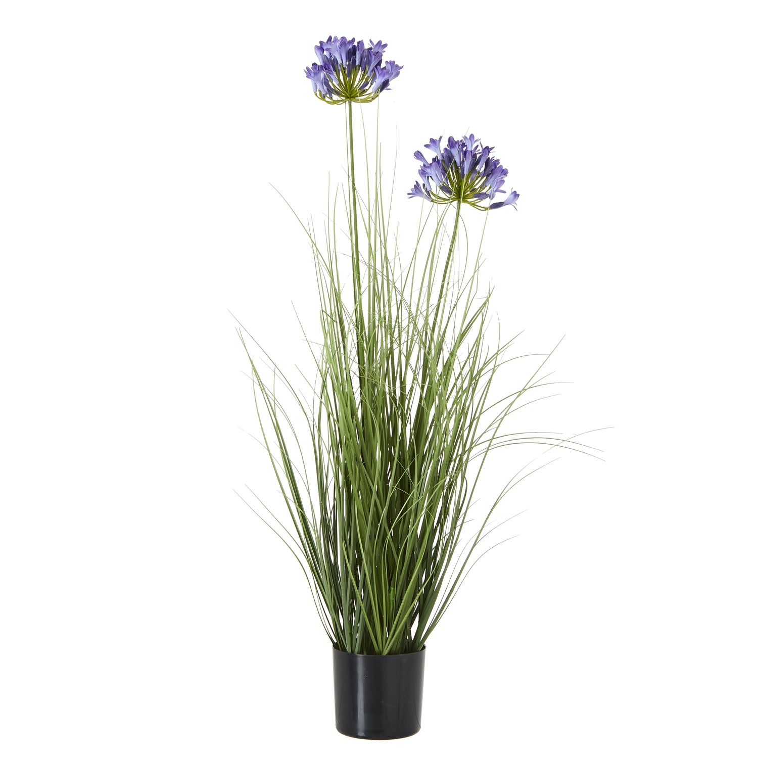 Agapanthus Plant In Pot_4424