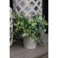 Small Box Plant In Grey Pot_5522