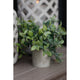 Small Box Plant In Grey Pot_5522
