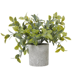 Small Box Plant In Grey Pot_5520