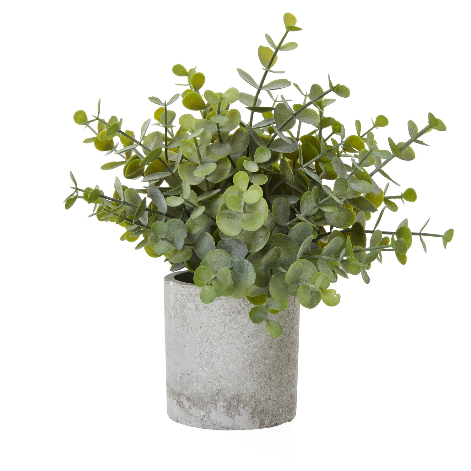 Small Button Eucalyptus Plant In Grey Pot_5523