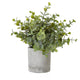 Small Button Eucalyptus Plant In Grey Pot_5523