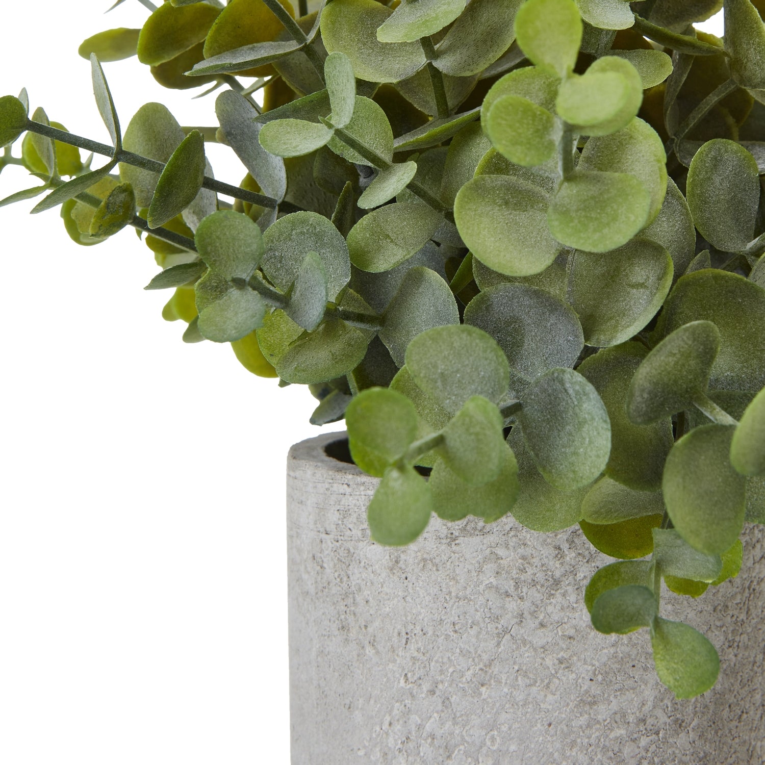 Small Button Eucalyptus Plant In Grey Pot_5524