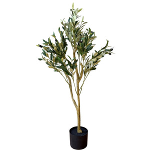Calabria Olive Tree_4554