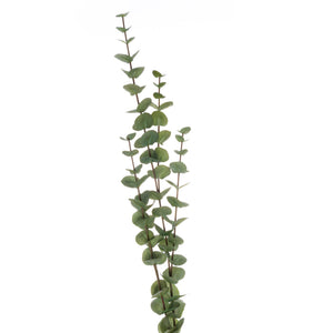Cineraria Eucalyptus Spray_5032