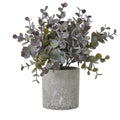 Small Eucalyptus Cinerea Plant In Grey Pot [cid:23704]