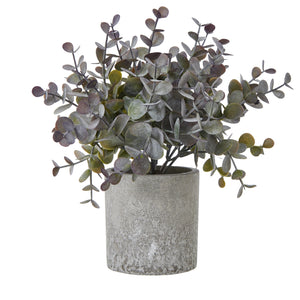 Small Eucalyptus Cinerea Plant In Grey Pot [cid:23704]