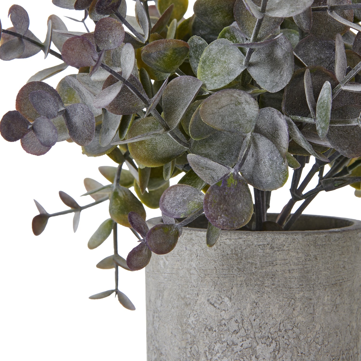 Small Eucalyptus Cinerea Plant In Grey Pot [cid:23704-a]