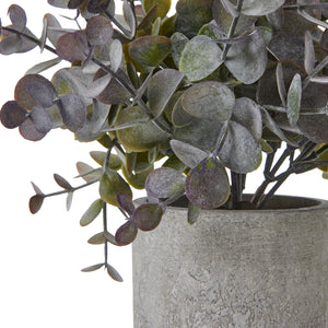 Small Eucalyptus Cinerea Plant In Grey Pot [cid:23704-a]