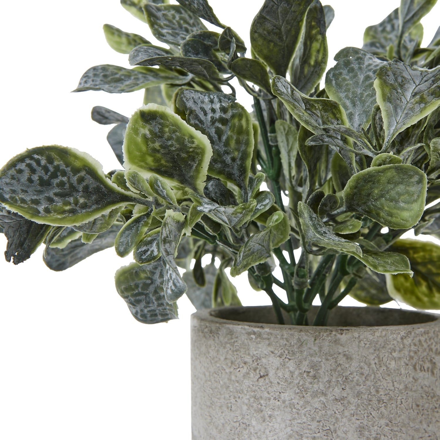 Small Giana Eucalyptus Plant In Grey Pot_5528