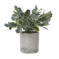 Small Giana Eucalyptus Plant In Grey Pot_5527