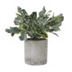 Small Giana Eucalyptus Plant In Grey Pot_5527