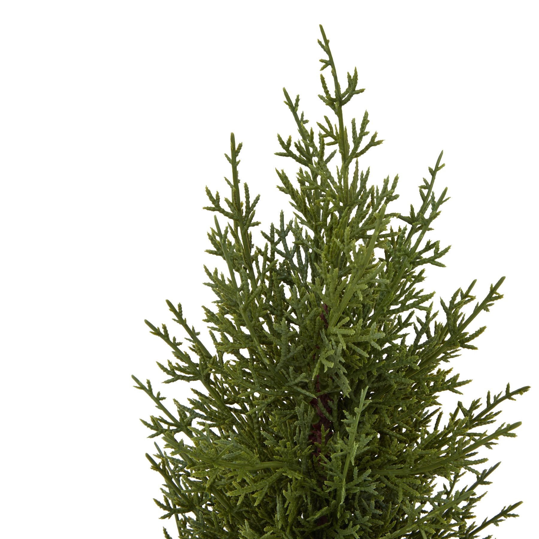 Small Green Fir Tree In Wood Log_3193