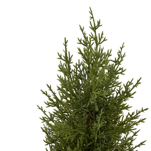 Small Green Fir Tree In Wood Log_3193