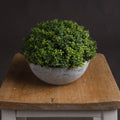Small Hebe Globe Pot_5529
