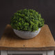 Small Hebe Globe Pot_5529