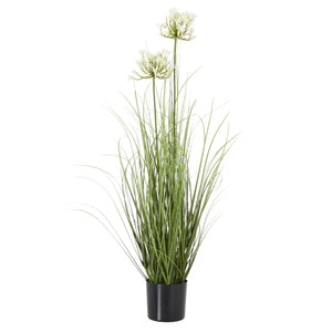 Agapanthus Plant In Pot_5792