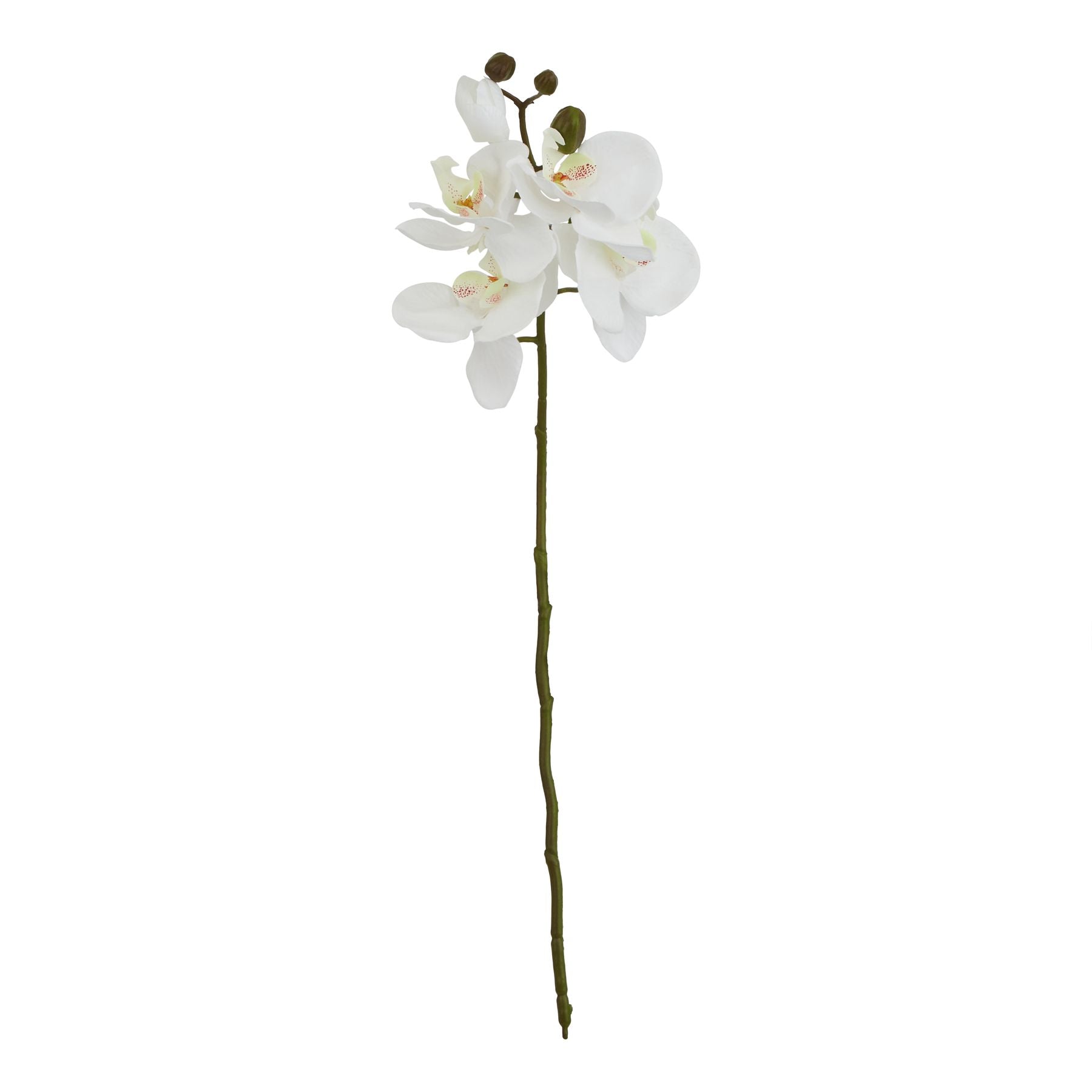 White Butterfly Orchid Stem_5808