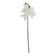 White Butterfly Orchid Stem_5808