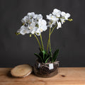 White Orchid In Glass Pot_5914