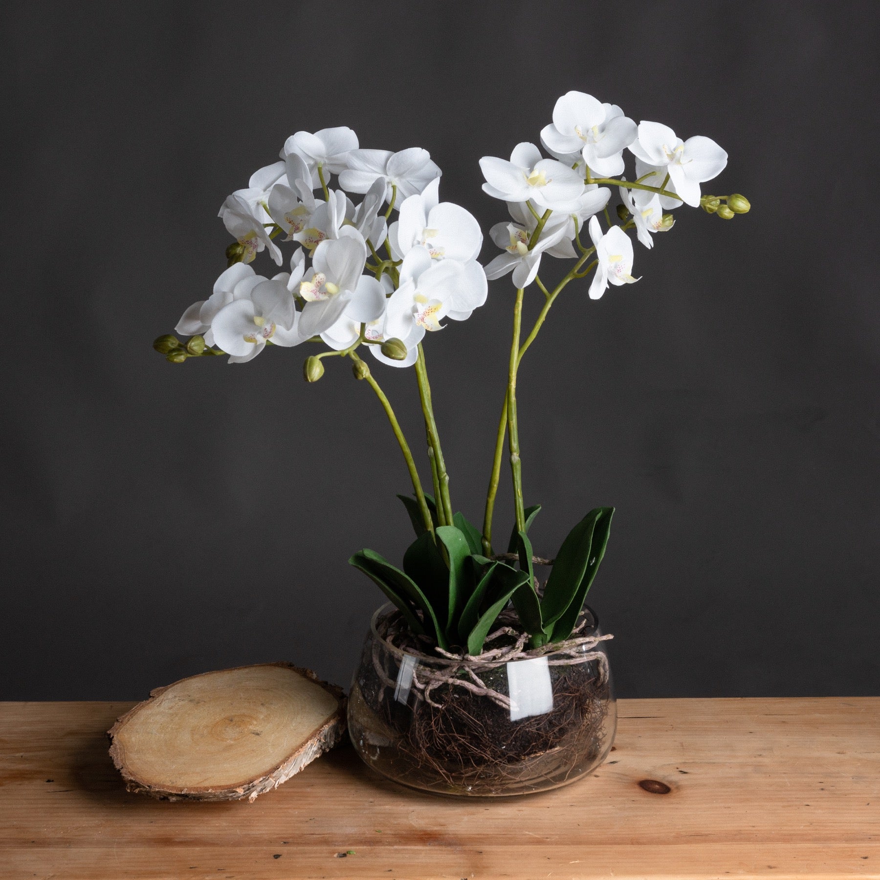 White Orchid In Glass Pot_5914