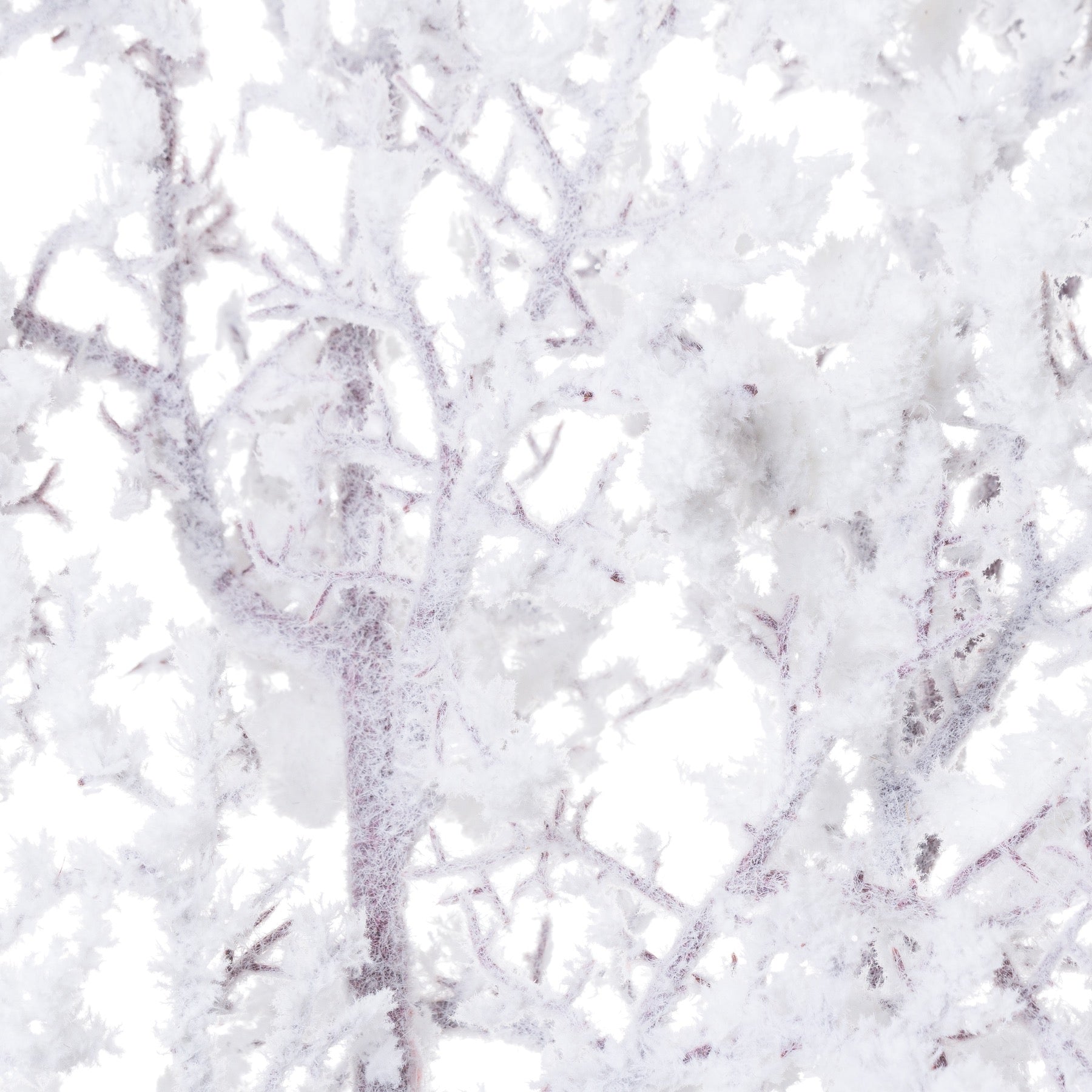 Snowy Branch_3296