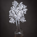 Snowy Branch_3293