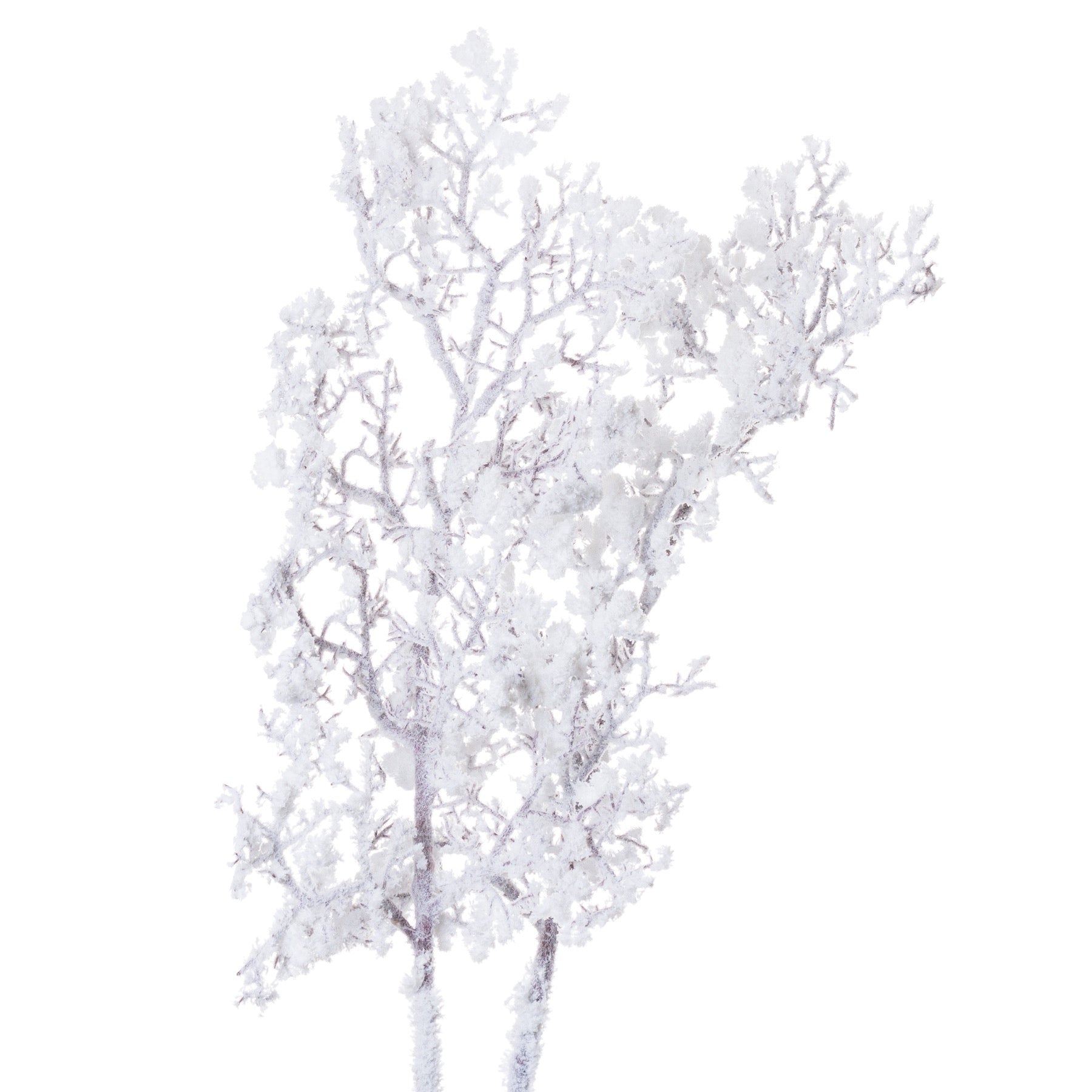 Snowy Branch_3294