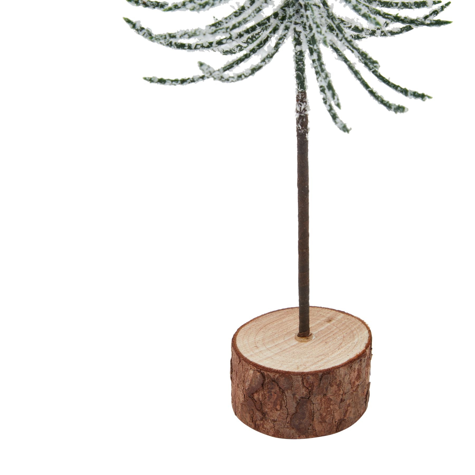 Snowy Spindle Tree In Wood Log_3239