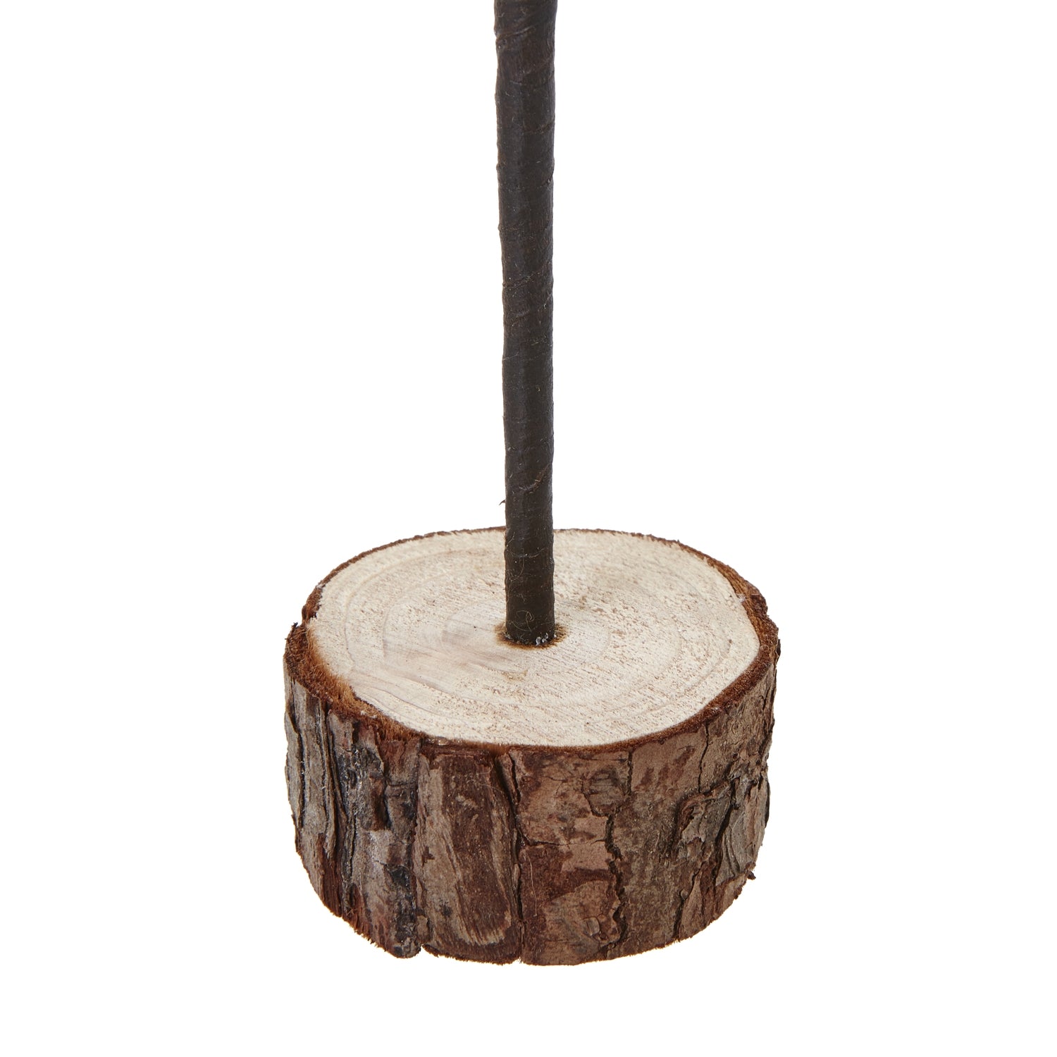 Snowy Spindle Tree In Wood Log_2577