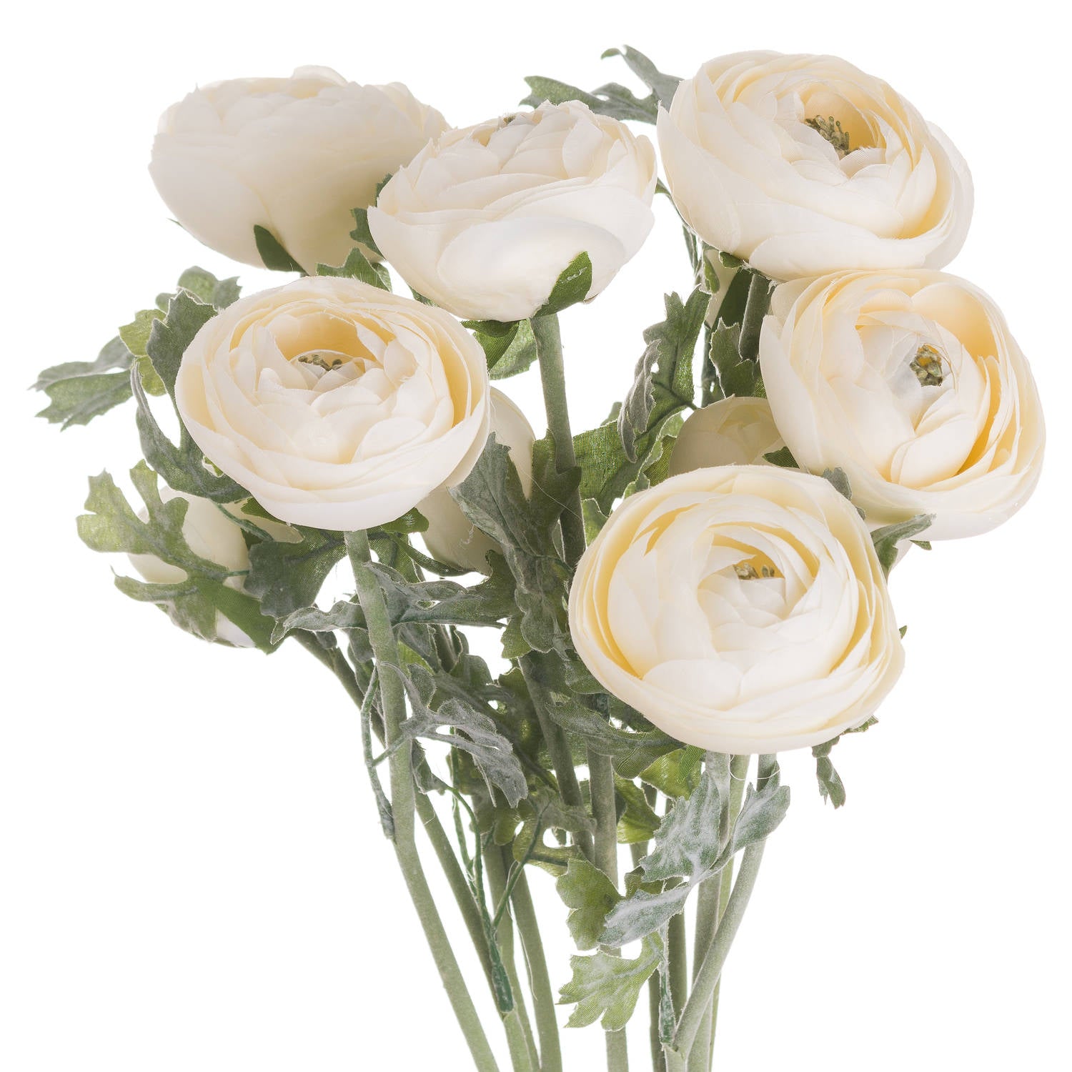 Ranunculus_5539