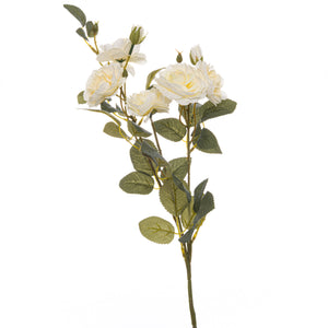 Soft White Cottage Rose Stem_5542