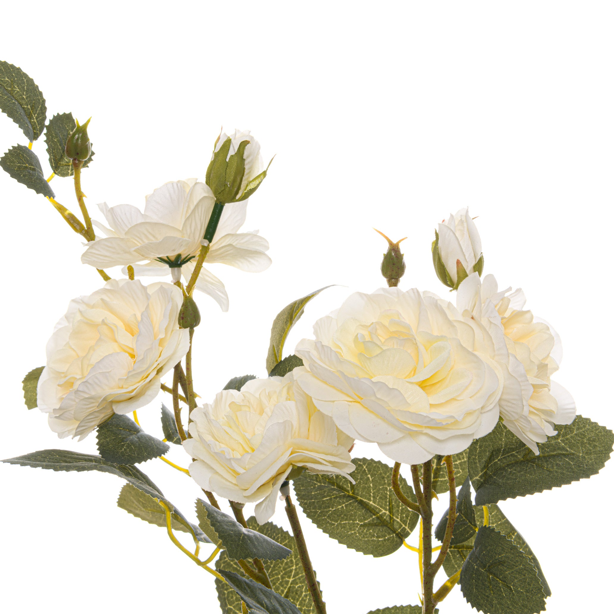 Soft White Cottage Rose Stem_5543