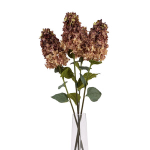 Burgundy Spear Hydrangea_4540