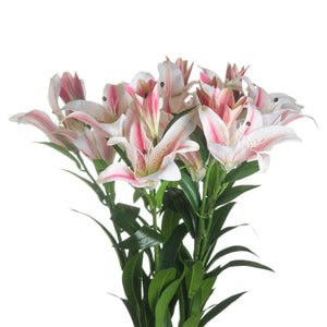 Stargazer Lily_5550