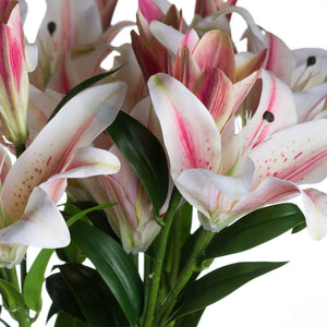 Stargazer Lily_5552