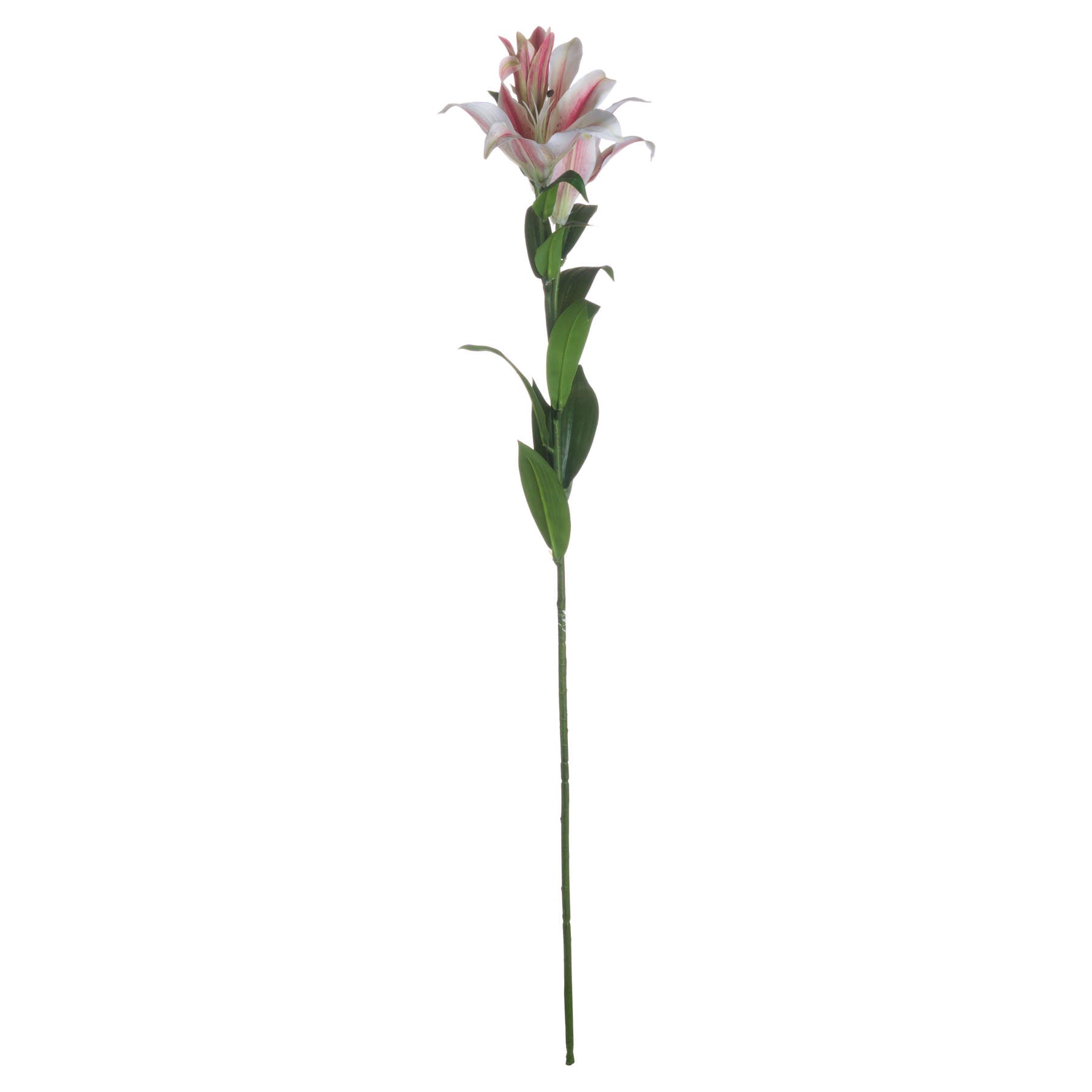 Stargazer Lily_5551