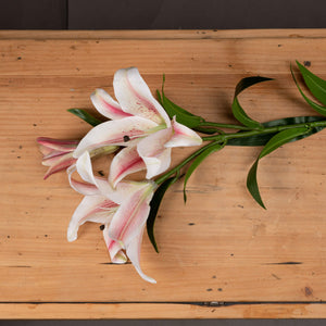Stargazer Lily_5549