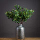 Summer Seeded Eucalyptus [cid:20547]