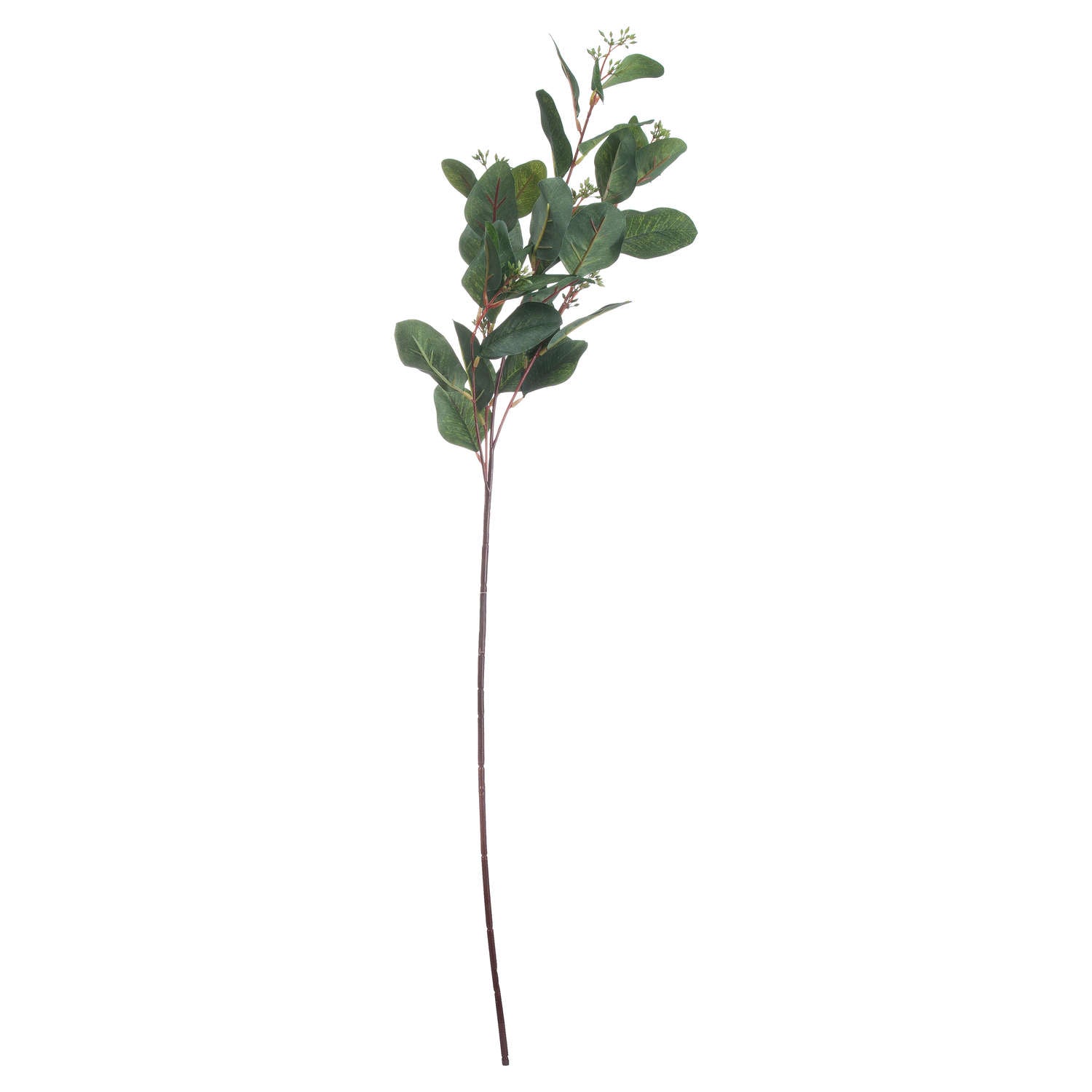 Summer Seeded Eucalyptus [cid:20547-c]
