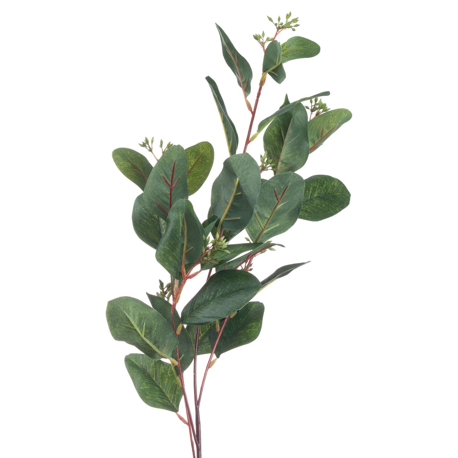 Summer Seeded Eucalyptus [cid:20547-b]