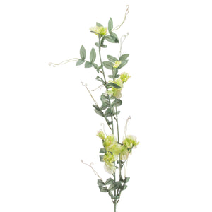 Sweet Pea Trail_5559