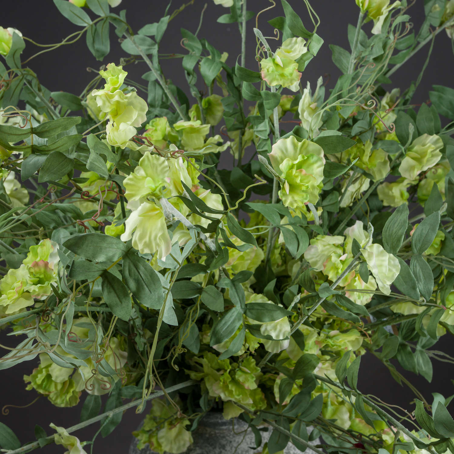 Sweet Pea Trail_5558